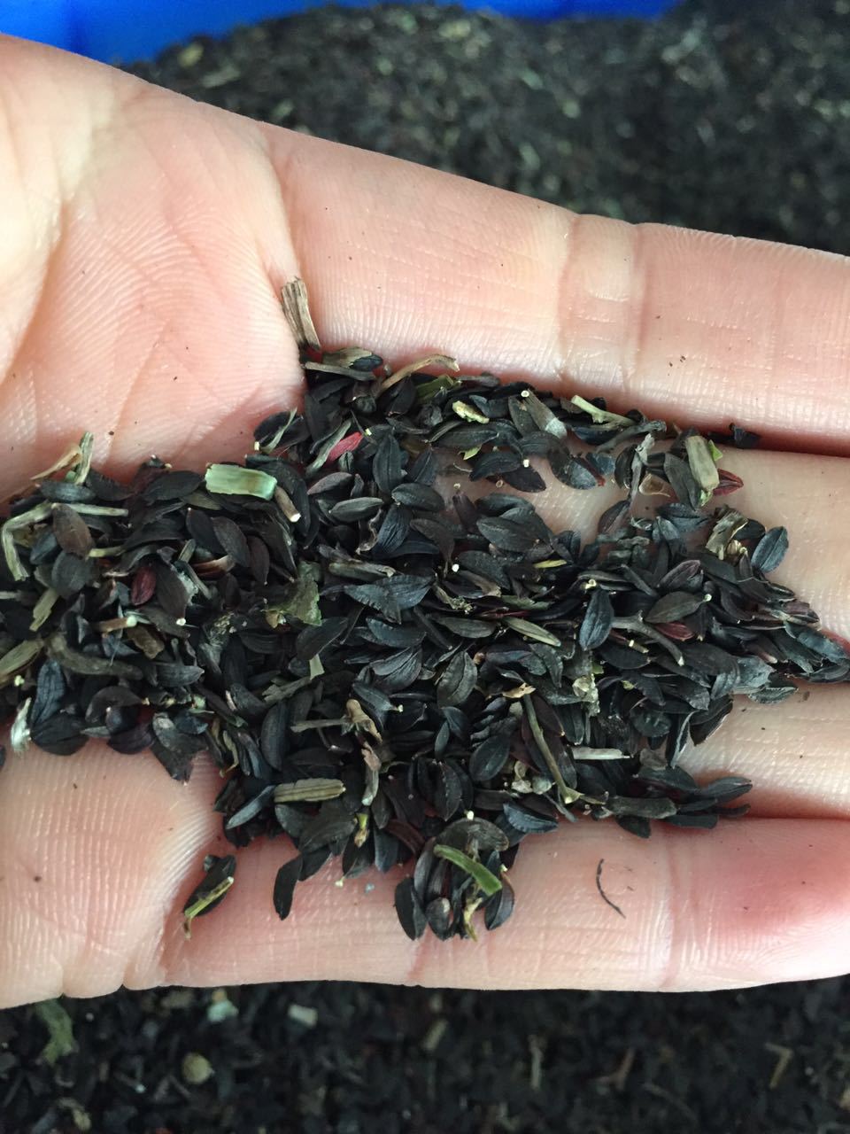 牧草种子 四季花芽苦麦菜种子苦荬菜 苦麻菜种子苦麦菜高产甜唛菜