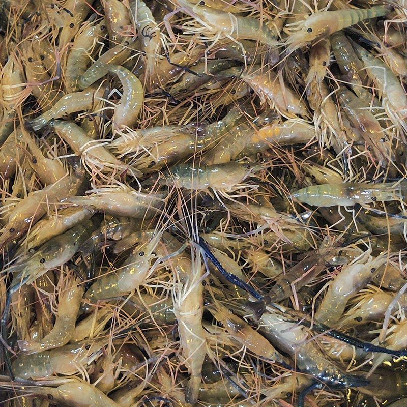 速冻罗氏虾生冻罗氏沼虾活冻冰鲜大头虾冷冻淡水河虾对虾商用批发