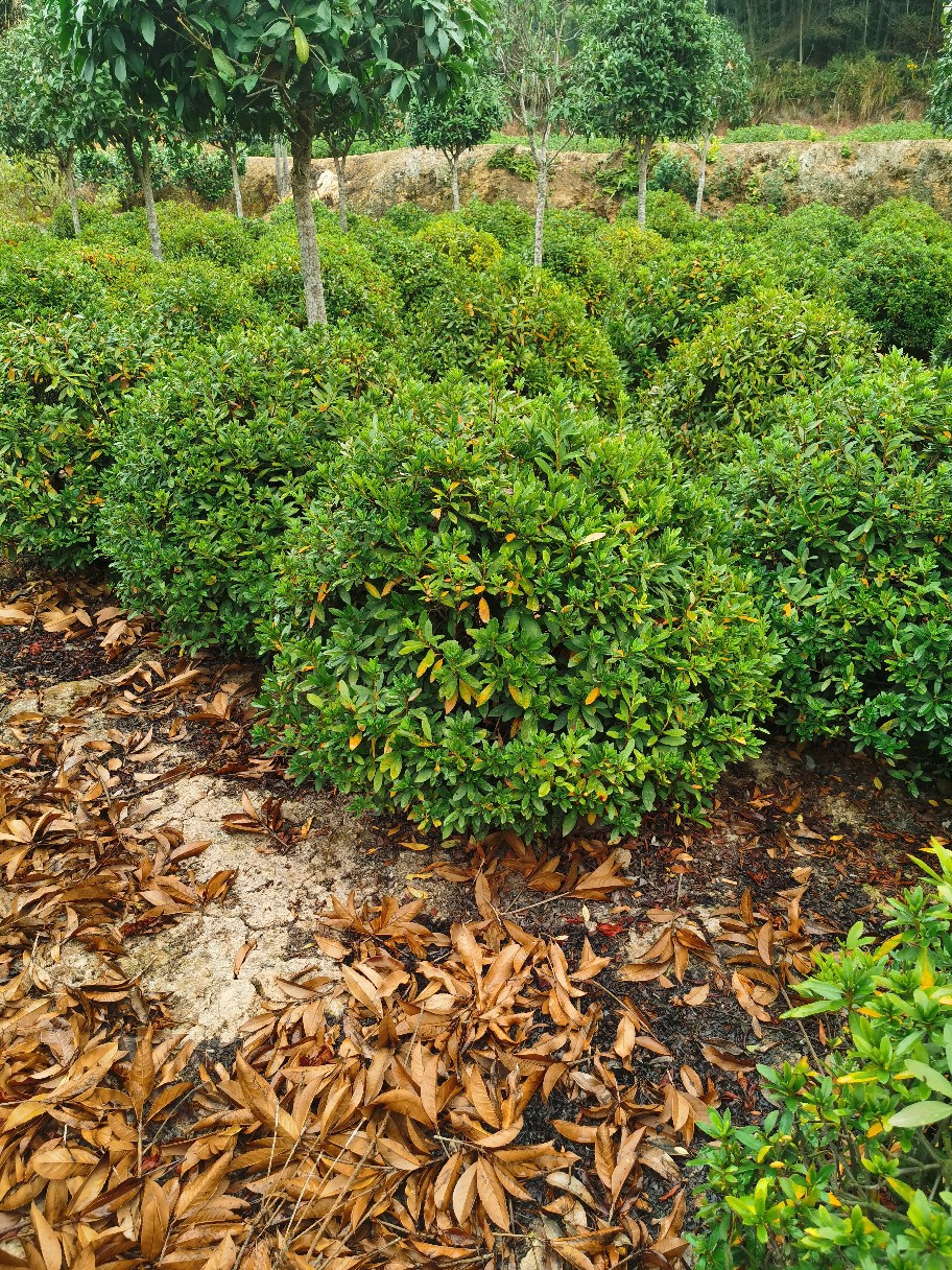 湖南1米毛鹃球 1米杜鹃球批发 基地直售 量大优惠-阿里巴巴