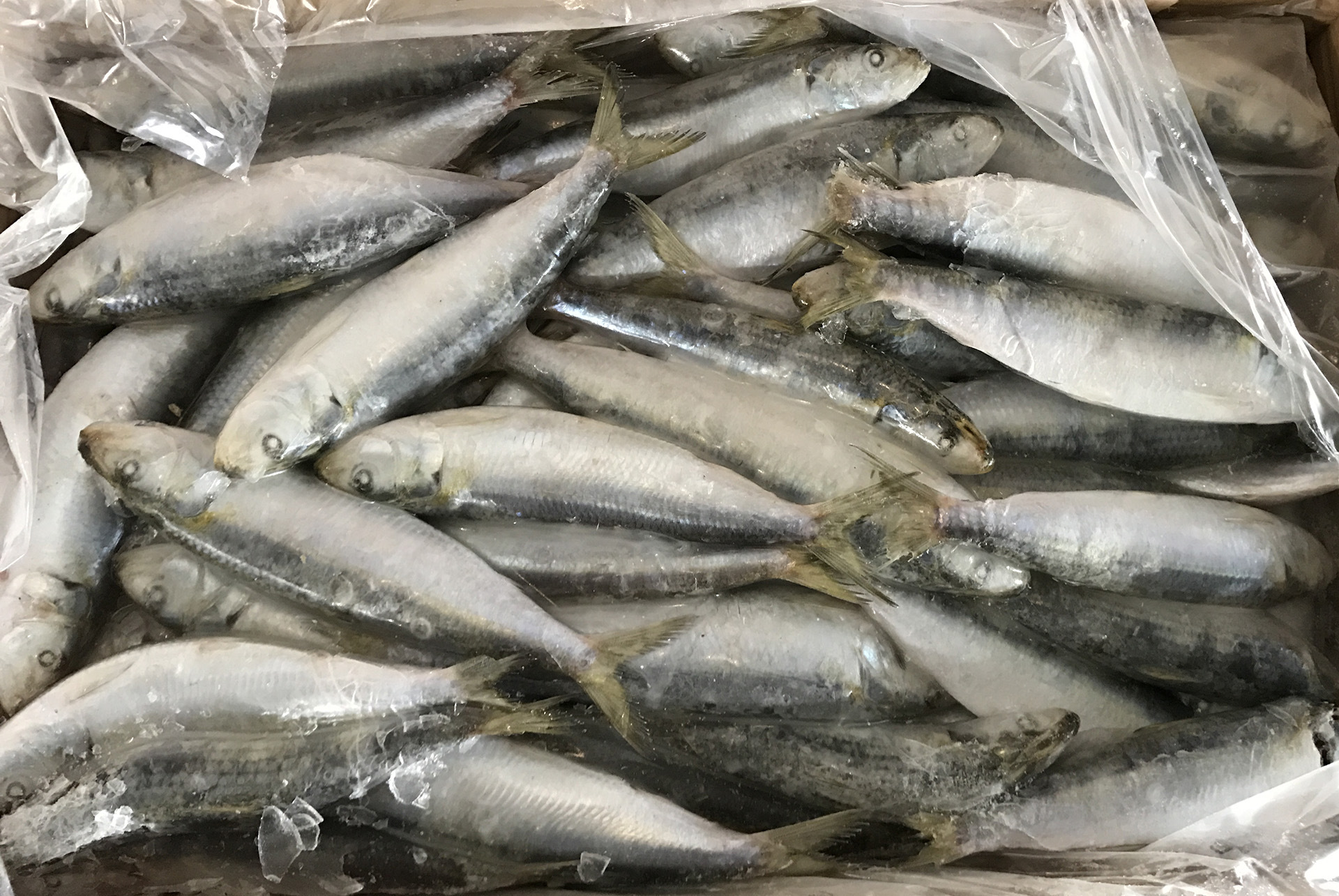 冷冻水产沙丁鱼灯光围网a 90-100温鱼姑鱼钓饵鱼饵罐头材料 冻品