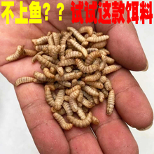 黑水虻活虫鱼饵翘嘴观赏鱼虾螃蟹龙虾诱饵料蚯蚓红虫卵干野超凡凡