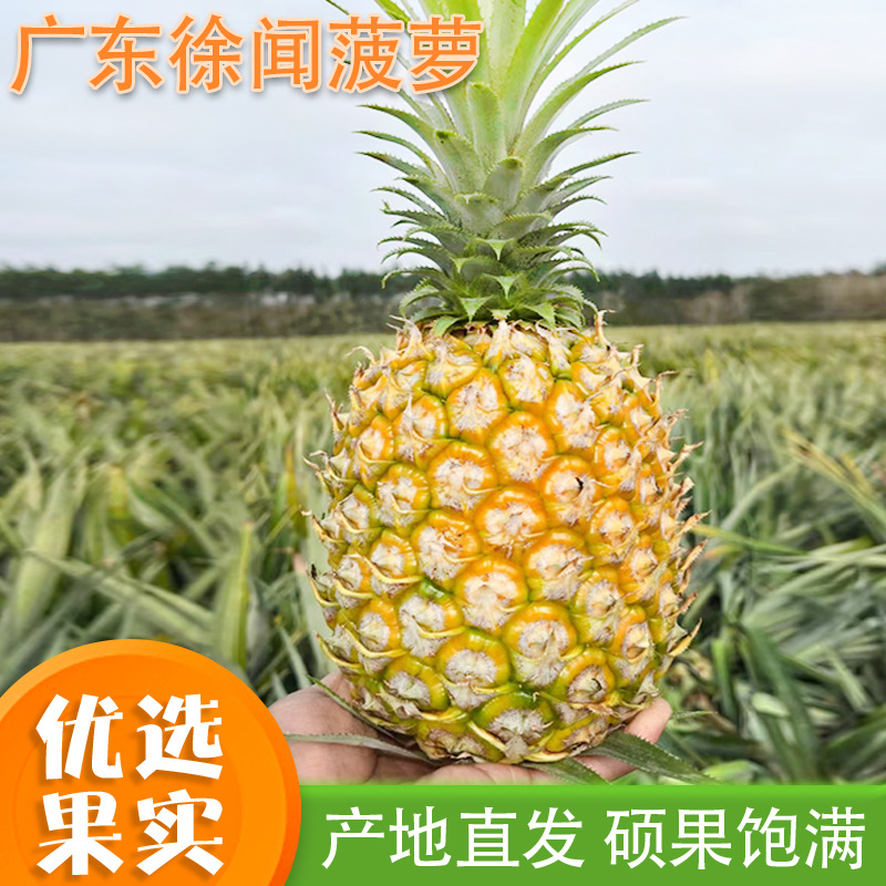 广东徐闻菠萝非凤梨新鲜水果香水菠萝整箱产地直批发一件代发整箱