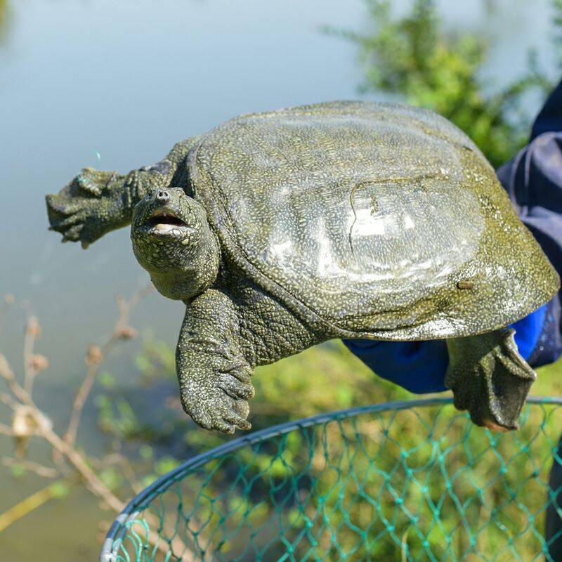 甲鱼批发野外公活体中华鳖苗鲜活卤味小甲鱼苗原料王八龟甲鱼鲜活