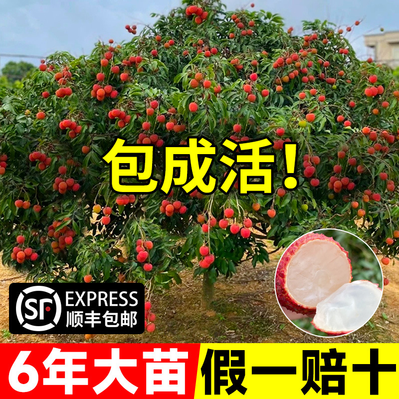 荔枝树苖无核桂味妃子笑果树盆栽水果树苗糯米糍果苗嫁接当年结果