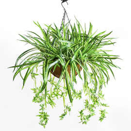 室内阳台植物金边吊兰金心吊兰青叶吊兰绿植盆栽花净空气四季常青