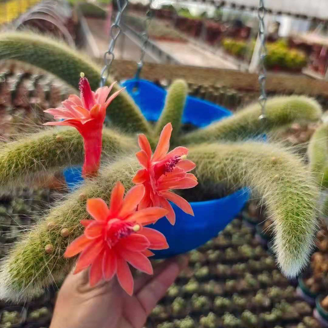 【基地直供】绿植盆栽 盆栽花卉 居家绿植多肉植物 九尾狐
