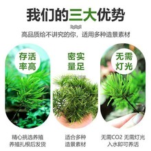 微景观植物万年藓水草苔藓棕榈莫斯水族箱生态瓶雨淋缸造景水草