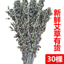 艾叶草材新鲜艾草叶整颗端午节全株艾草长颗野生艾蒿泡澡驱蚊