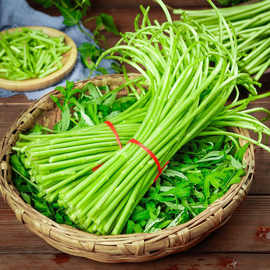 【去根去叶】芦蒿篱蒿当季新鲜黎蒿有机蔬菜野菜藜蒿鲜嫩泥蒿蓠蒿