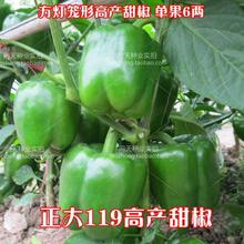 正大119甜椒菜椒方椒彩椒四季春季高产蔬菜水果种子籽种孑秧苗