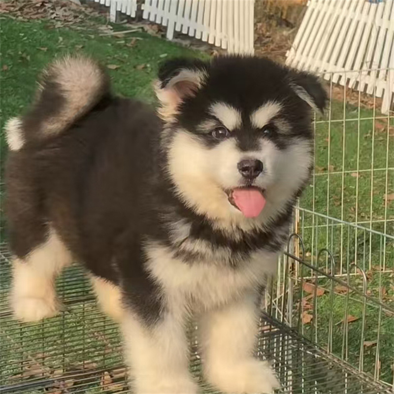 纯种阿拉斯加犬幼犬活体雪橇犬熊版狼版灰桃色红棕色阿拉斯加