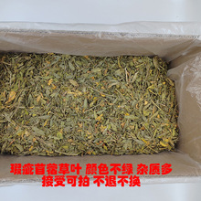 瑕疵烘干紫花苜蓿草干草叶 宠物兔子龙猫苜蓿草 牧草豚鼠兔粮厂家