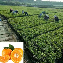 青见柑橘苗 重庆青见柑橘苗批发 品种齐全 基地