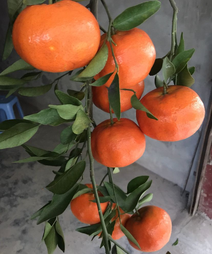 四川大红袍川红橘大果重庆桔子新鲜水果陈老师推荐火烧土桔子包邮