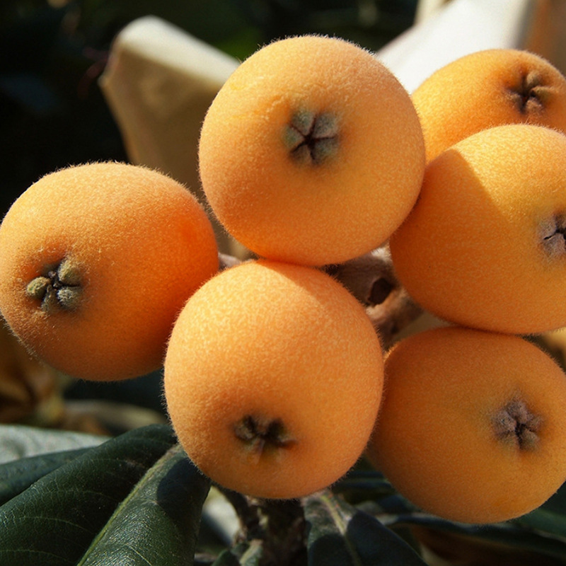 基地批发枇杷苗 解放钟枇杷 果树苗 果园采摘园品种