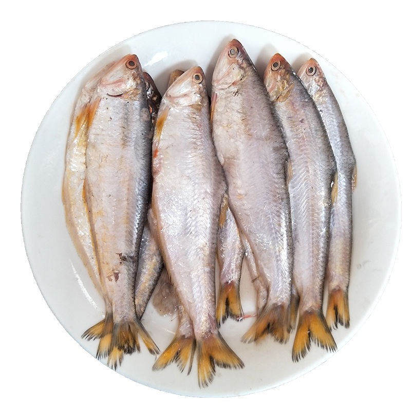 5斤包邮新鲜黄鲫鱼黄尖子毛扣鱼油扣马口鱼烤子鱼海