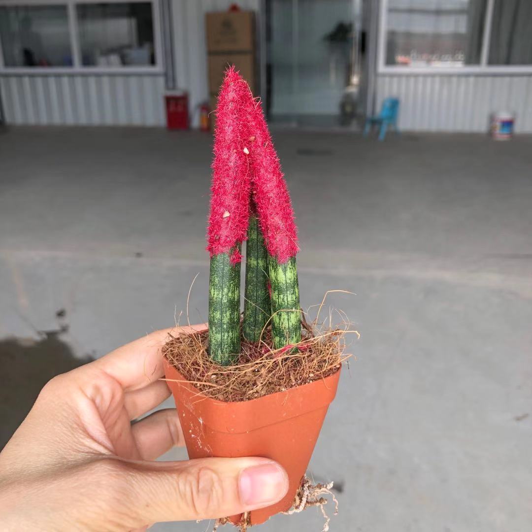 【广州直批】牛角虎皮兰盆栽植物净化空气绿植高矮虎尾兰好养易活