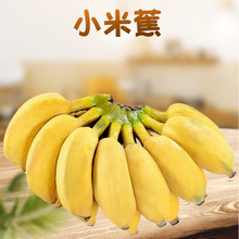 全年现摘广西小米蕉代发5/10斤当季新鲜水果批发香蕉香蕉产地直发