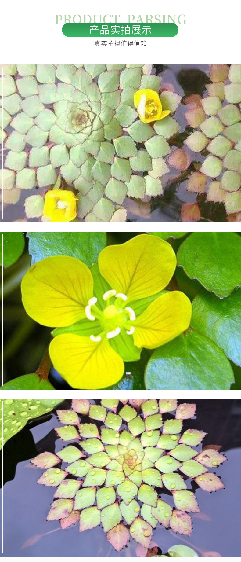 厂家批发 黄花菱苗 水生植物 危地马拉水丁香 菱叶丁香蓼