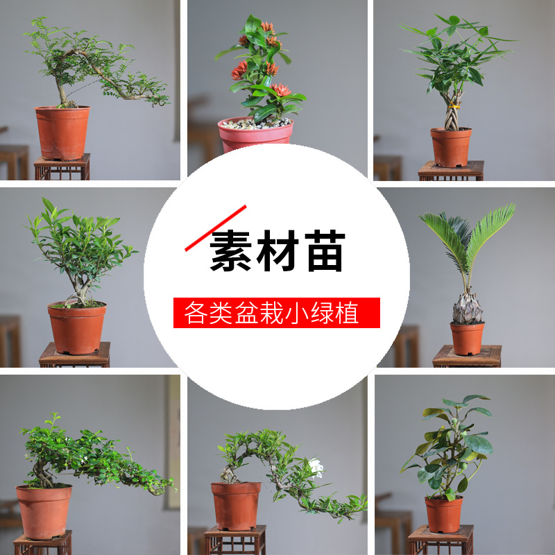 绿植盆栽小苗盆景DIY素材苗六月雪发财树文竹室内造景微景观植物