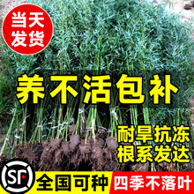 四季竹子苗庭院盆栽植物实心老紫竹树围栏造景黄金罗汉竹室外绿植