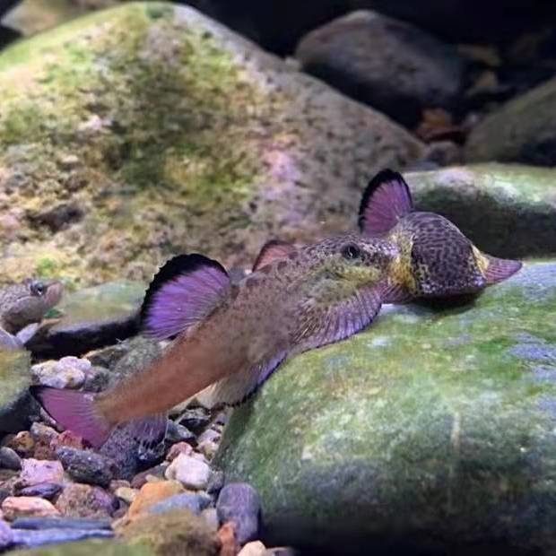 紫鳍吸鳅鱼宽头拟腹清道夫稀有异型冷水观赏鱼除藻工具清洁琵琶鱼