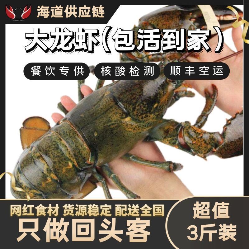 活的波士顿龙虾波龙大龙虾特大鲜活生鲜水产新鲜海鲜批发顺丰包邮