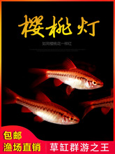 .大帆血心扯旗灯鱼大帆血心扯旗,南美淡水鱼_阿里巴巴找货神器
