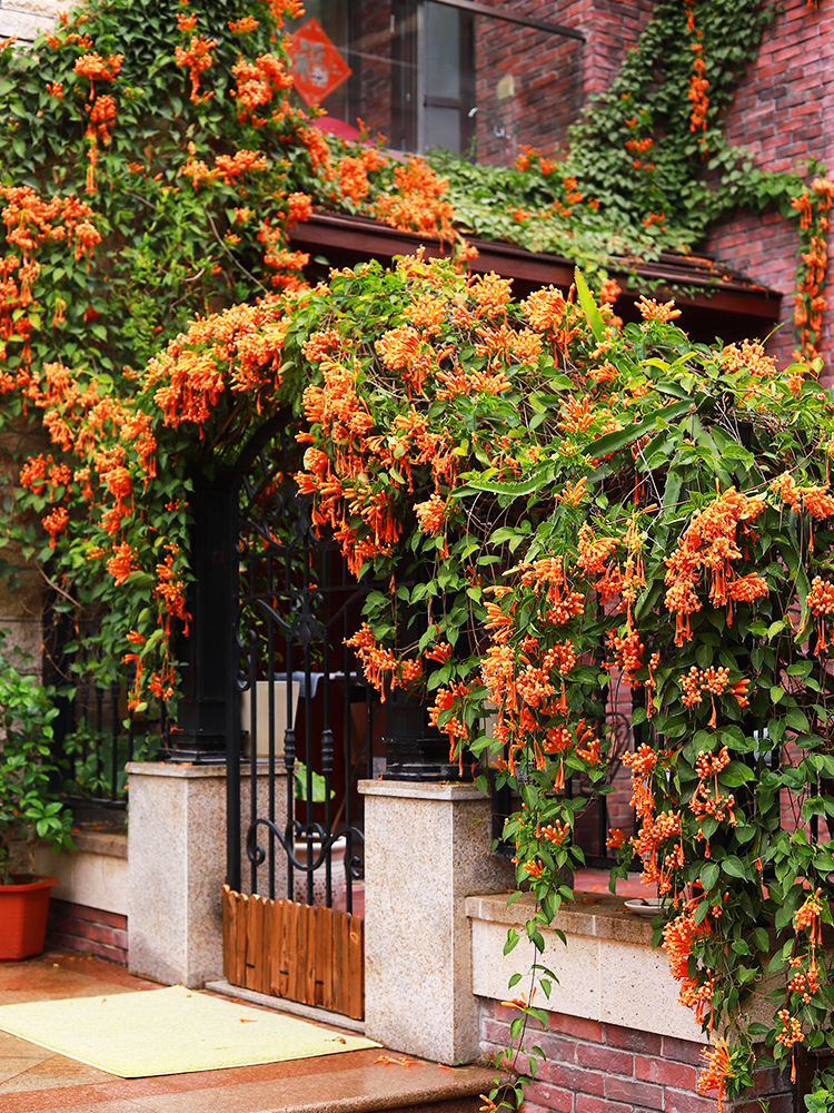 爬墙花卉炮仗花苗攀爬凌霄花苗四季爬藤植物围墙牵藤庭院开花易活