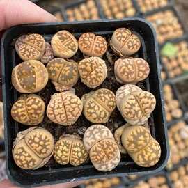 生石花 单一品种 琥珀玉系列 2年苗实拍图 基地直销批发