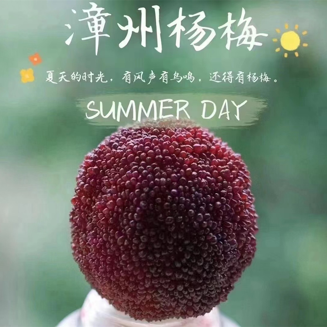 【京东为主福建浮宫东魁杨梅】当季高山农家5斤新鲜水果一件代发