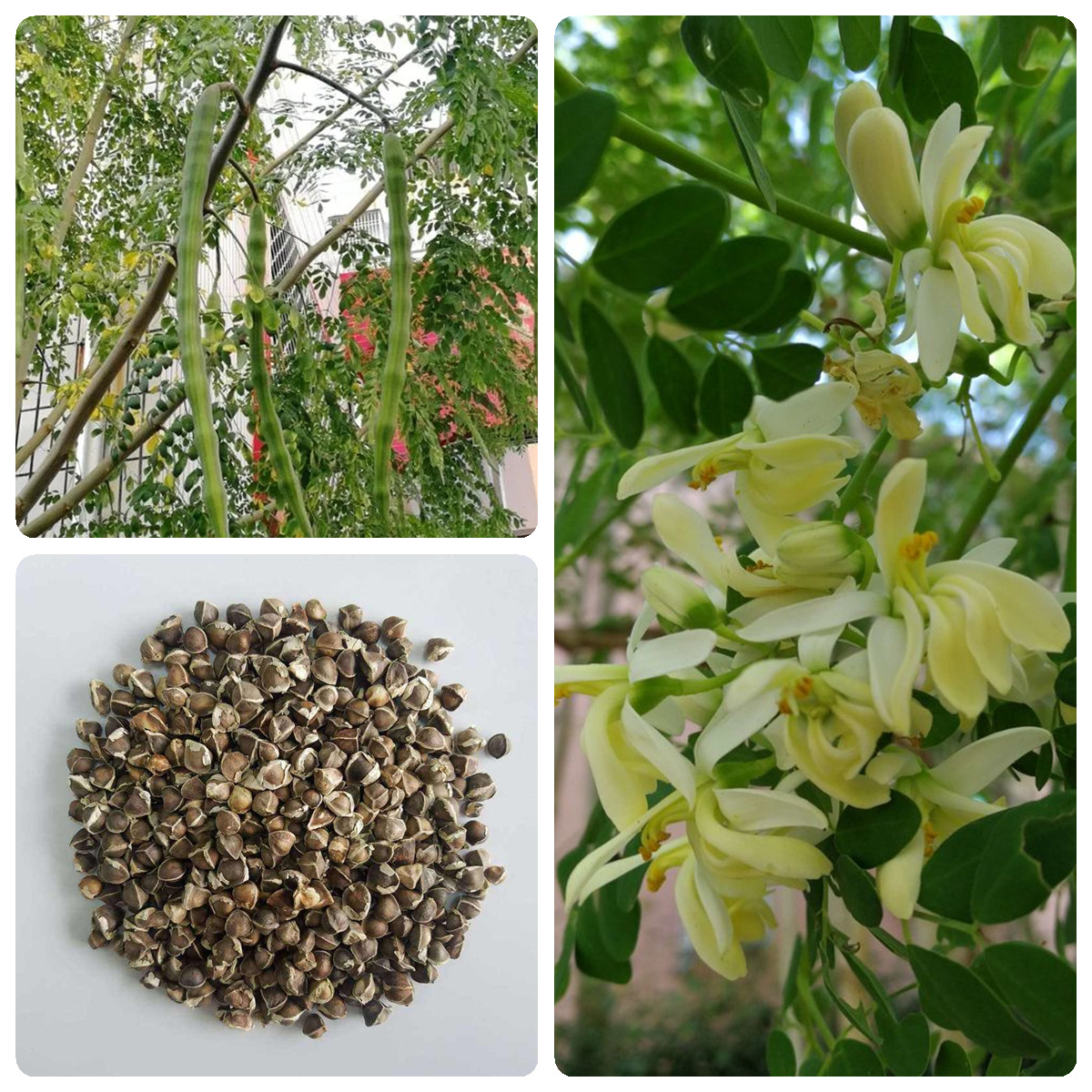 林木种子印度辣木种子可食用四季种植辣木种籽中药材种子辣木树籽