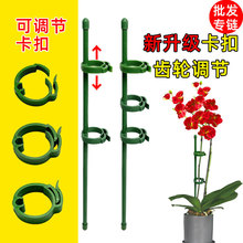 新升级多肉蝴蝶兰专用花架支架植物盆栽花卉造型支撑杆固定护叶架