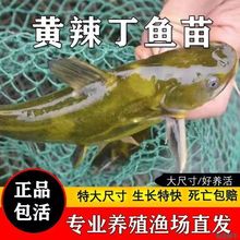 黄颡黄骨鱼黄辣丁淡水冷水小鱼苗活体耐活好养鱼塘养殖易活小型鱼