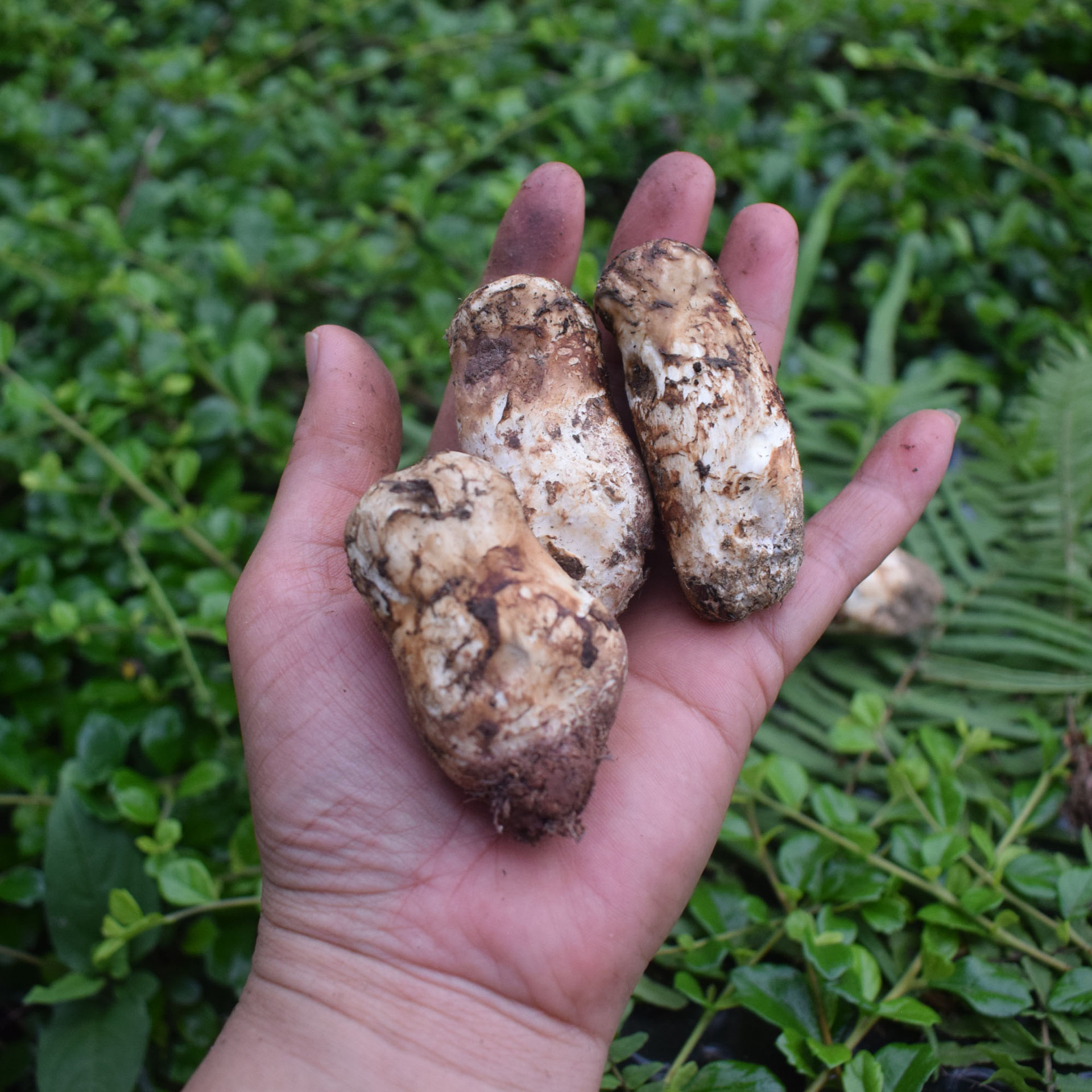 鲜松茸云南新鲜野生菌蘑菇500g1000g广东省内包邮-阿里巴巴