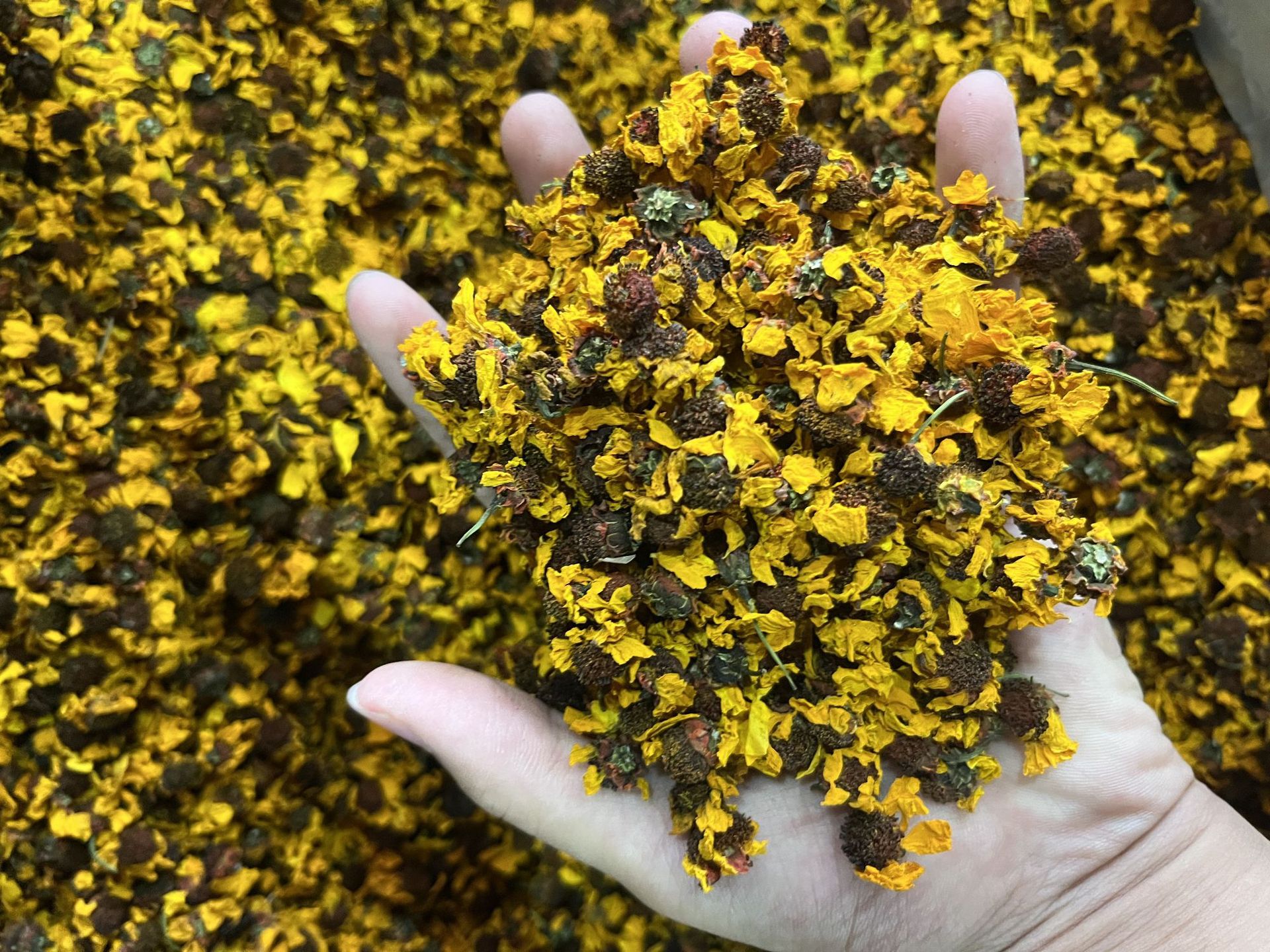 雪菊厂家直销 昆仑雪菊 花草茶新疆雪菊胎菊500g散装天山雪菊新货