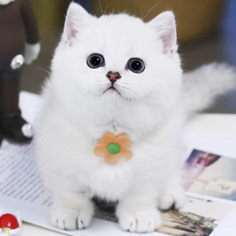 银渐层银点蓝眼幼猫纯白猫蓝眼睛宠物猫活物矮脚英短短毛猫活幼体