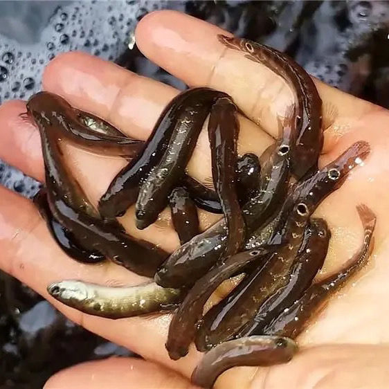 渔场直销 七星鱼苗 月鳢 花星鱼 蛇鱼 山斑鱼 淡水鱼苗 活体养殖
