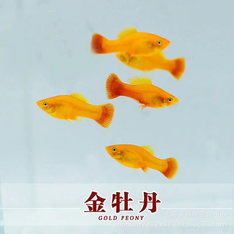 金牡丹鱼凤尾鱼胎生鱼观赏鱼热带鱼活体金牡丹鱼三色牡丹鱼草缸鱼