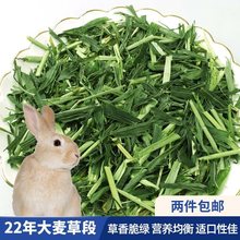 兔子大麦草段食用烘干草料荷兰猪豚鼠宠物饲料幼兔龙猫牧草