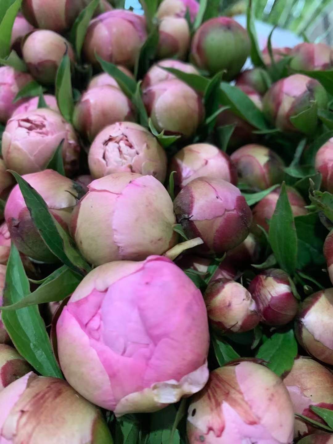 基地种植批发重瓣芍药4月份已上市,可支持一件代发