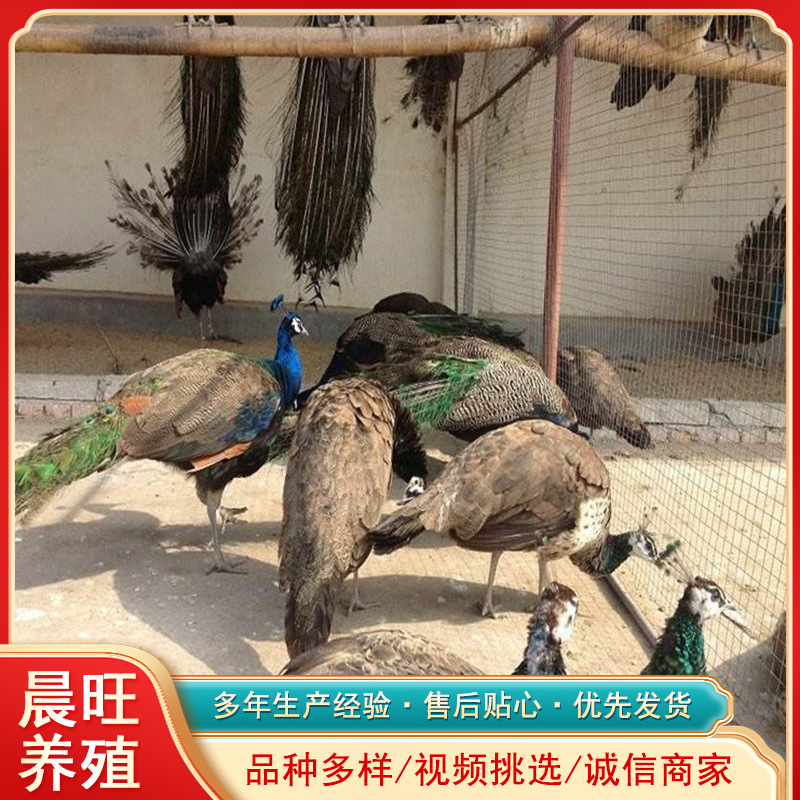 黑龙江哈尔滨附近有卖孔雀苗的吗成年蓝孔雀什么价格孔雀养殖技术