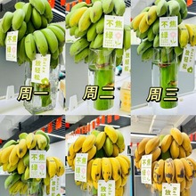 [禁止蕉绿]整串带杆芭蕉苹果蕉办公室水培蕉绿植小米蕉可食用香蕉