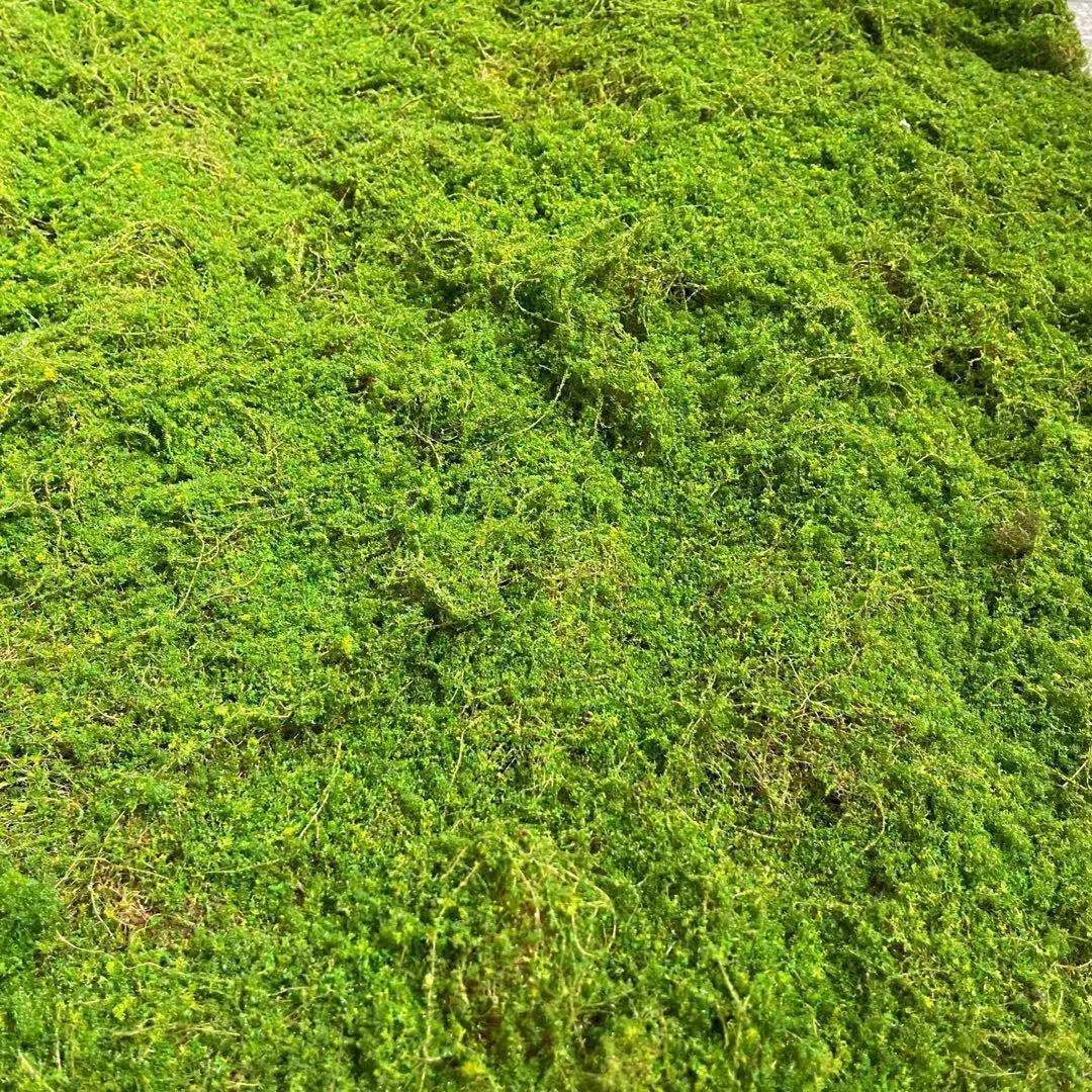 仿真苔藓 草皮绿色人造青苔 背景墙植物墙微景观装饰苔藓草皮草坪