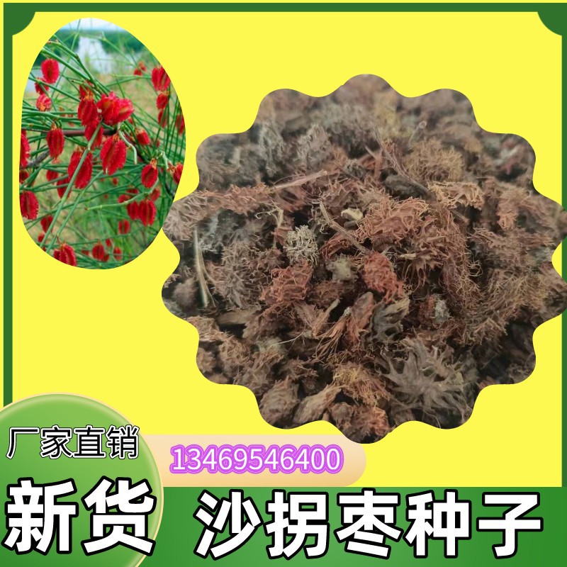 批发林木种子沙拐枣种子绿化工程 灌木防风固沙量大从 沙拐枣籽