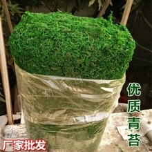 花草批发青苔植物苔藓假草护干草田园装饰盆景盆栽铺面装饰