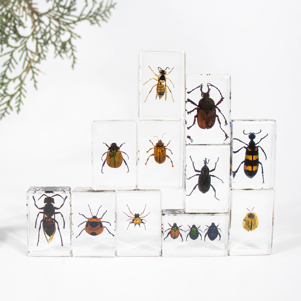 Factory Direct Supply Crystal Glue Real Insect Specimen Marine Specimen Creative Gift Decoration Student Teaching Aids