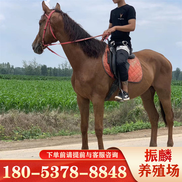 山西大同哪里有卖景区拍照马匹 荷兰温血马 阿拉伯马-阿里巴巴