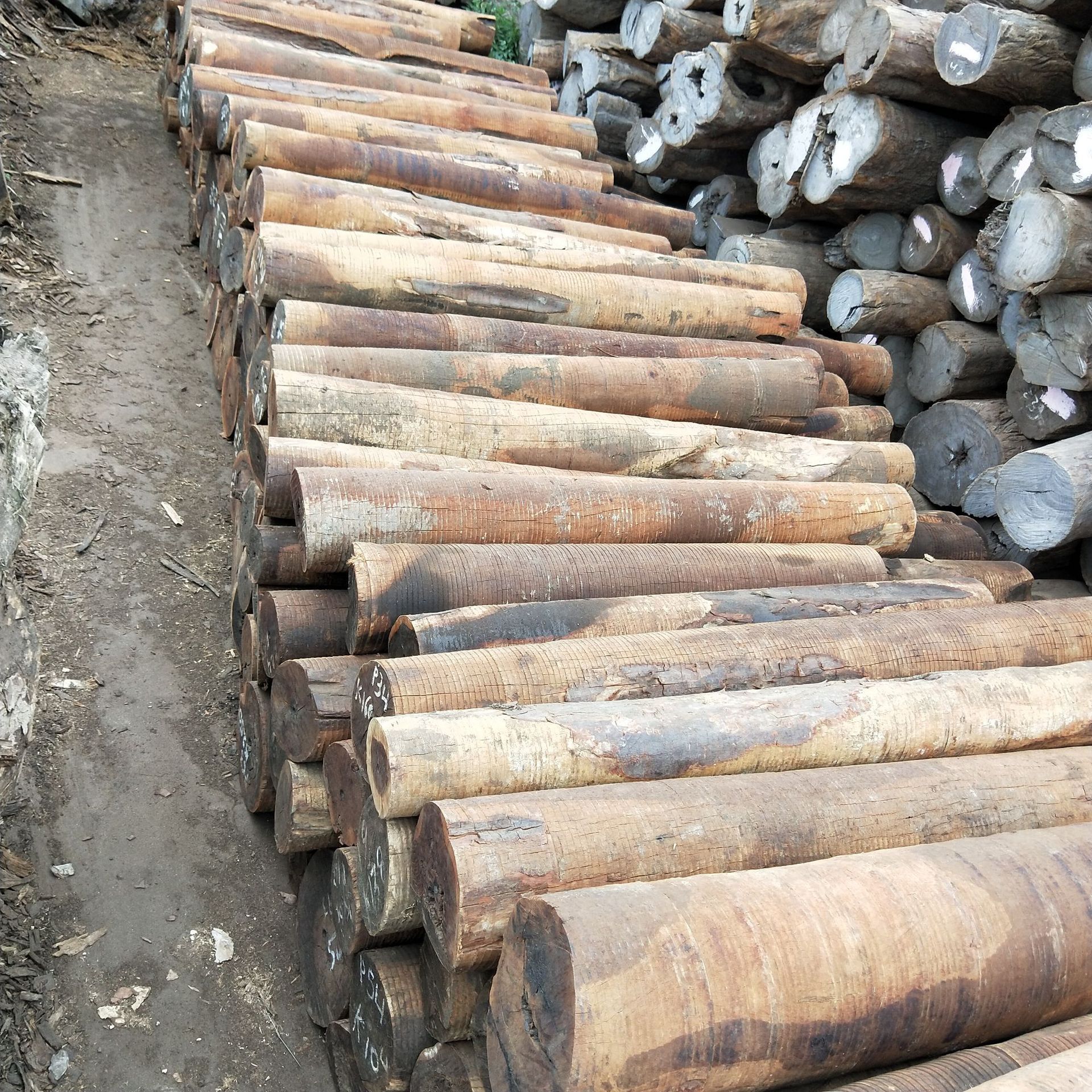 阿根廷牛角木 牛角木方料柱子 南美黑檀 梳子工艺品料量大从优