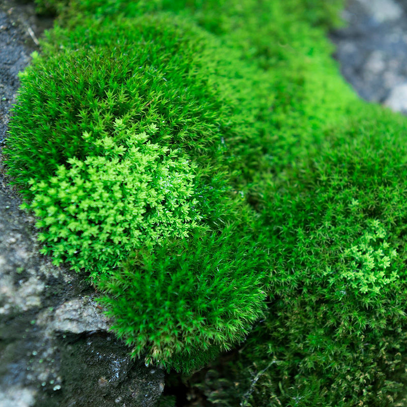 苔藓鲜活苔藓植物盆景铺面假山青苔微景观材料水陆缸吸水石白发藓